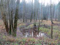 Auf der rechten Seite des Weges befindet sich ein Erlenbruchwald, der ein feuchter Lebensraum für viele Pflanzen und Tiere ist. Das Wasser staut sich teilweise.