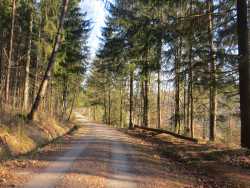 Der Weg führt am Ufer entlang bis zum großen Staudamm. Er führt durch den Wald. Rechts vom Weg ist der See.