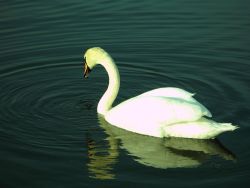 Ein Höckerschwan zieht majestisch im Wasser dahin.