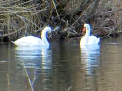 2 Schwäne auf dem großen Baggersee