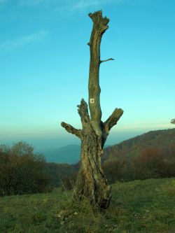 einzelner Baum am Kraterrand mit Blick ins Albvorland