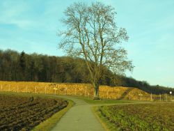 am Ende des Astropfades (nach dem Jupiter) kommt ein Steinbruch. An der Weggabelung steht ein Baum und eine Sitzbank. Wir folgen dem Weg nach rechts.