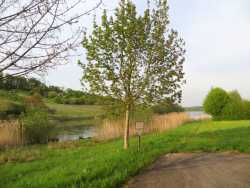 immer wieder gibt es gute Blicke über den Stausee; hier ein wunderschöner einzelner Baum.