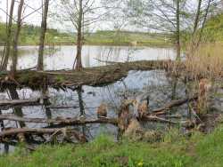 ein Teil des Stausees ist ursprünglich. Holzstämme liegen im Wasser und bieten Lebensraum für viele Tiere.