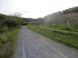 Lins ist der See, rechts ein Weinberg. Am Wegrand sind Infos zu den Rebsorten. Der Weg ist befestigt.