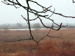 vom Straßendamm aus überblickt man das Naturschutzgebiet. Hinten ist eine Wasserfläche, davor Schilf und Gras. Es regnet und die Regentropfen hängen an den Ästen.