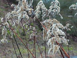 Gräser wiegen sich im Wind. Es ist Winter.