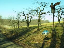 Streuobstwiesen bieten Lebensraum für viele Tiere. Der NaBu hat Infotafeln aufgestellt. Eine Bruthöhle für Steinkäuze wurde in den Ästen eines Baumes befestigt.