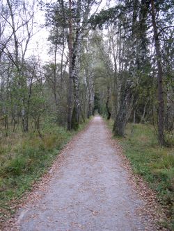 Rundweg durch den Moorwald-Gürtel. Vor allem Birken säumen den Weg.