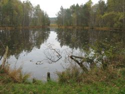 Wasseroberfläche eines ehemaligen Torfstiches, heute ein Weiher.