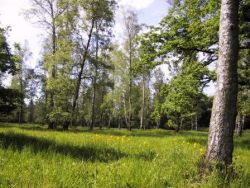 Weidewald: Wiese zwischen Birken