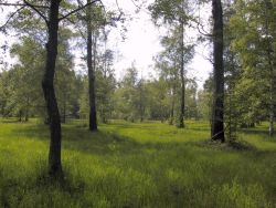 Weidewald Naturschutzgebiet Entlesboden