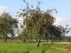 Obstbäume am Wegesrand