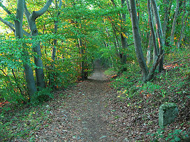 Foto: ...im Herbstwald unterwegs